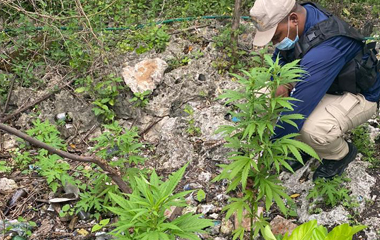 Encuentran plantación de marihuana en La Romana