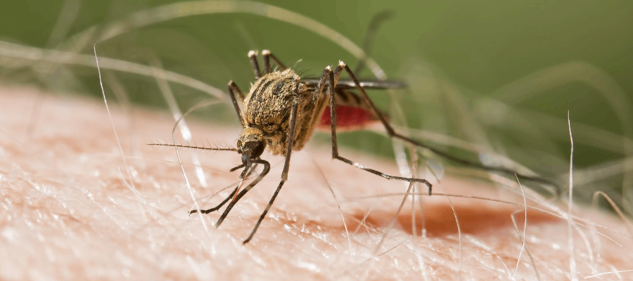 Reportan un segundo caso de Malaria en La Romana
