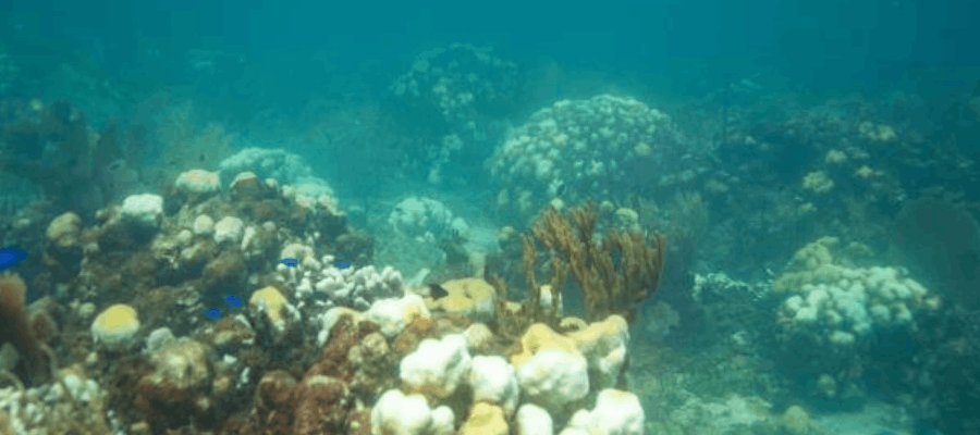 Alertan sobre blanqueamiento masivo de corales en Isla Catalina